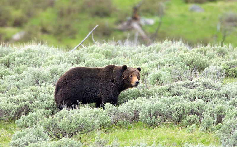灰熊-黄石国家公园