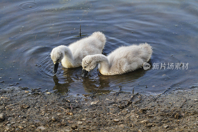 两只小天鹅太可爱了