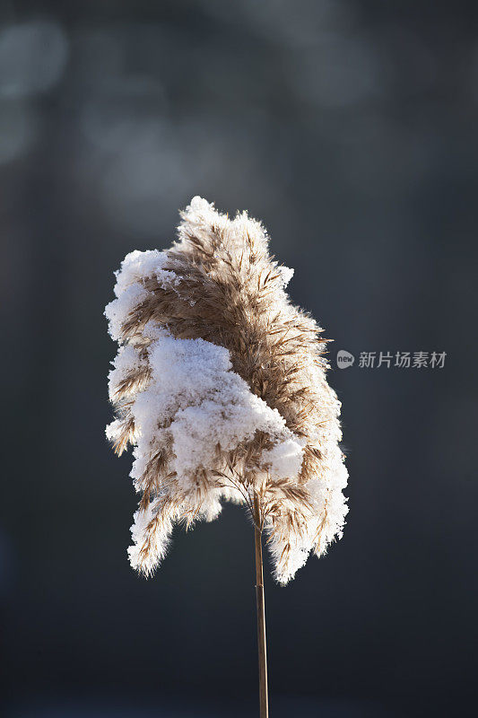 雪覆盖了香蒲