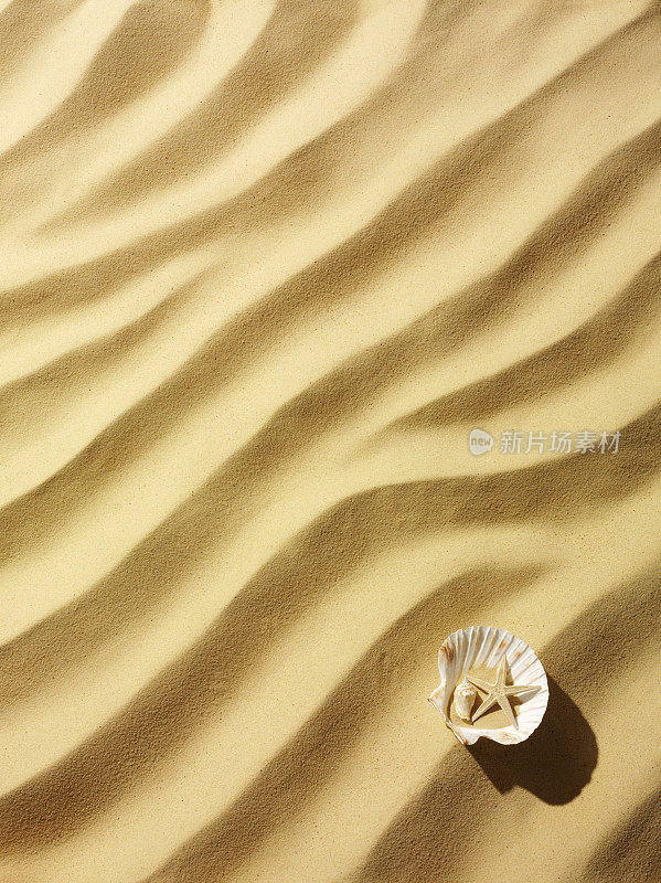 带贝壳的沙的波纹