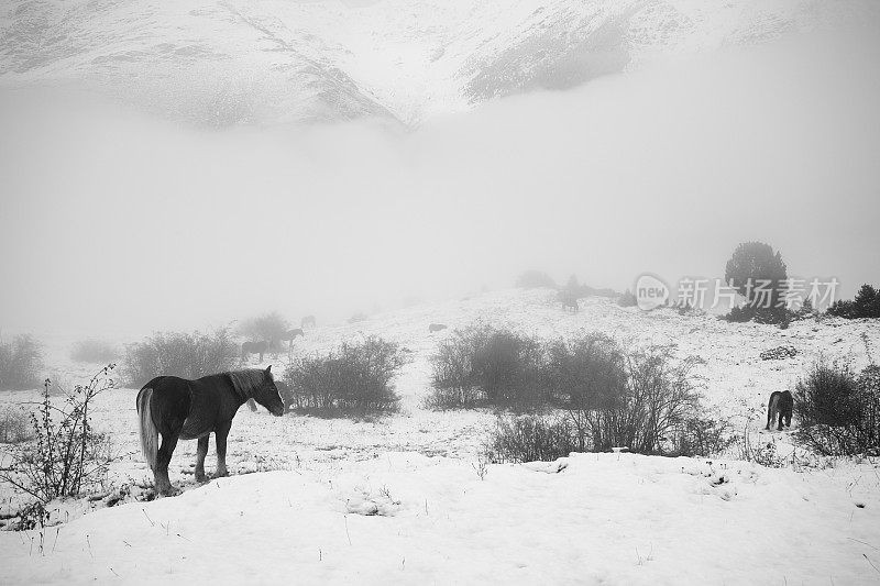 雪景中的马