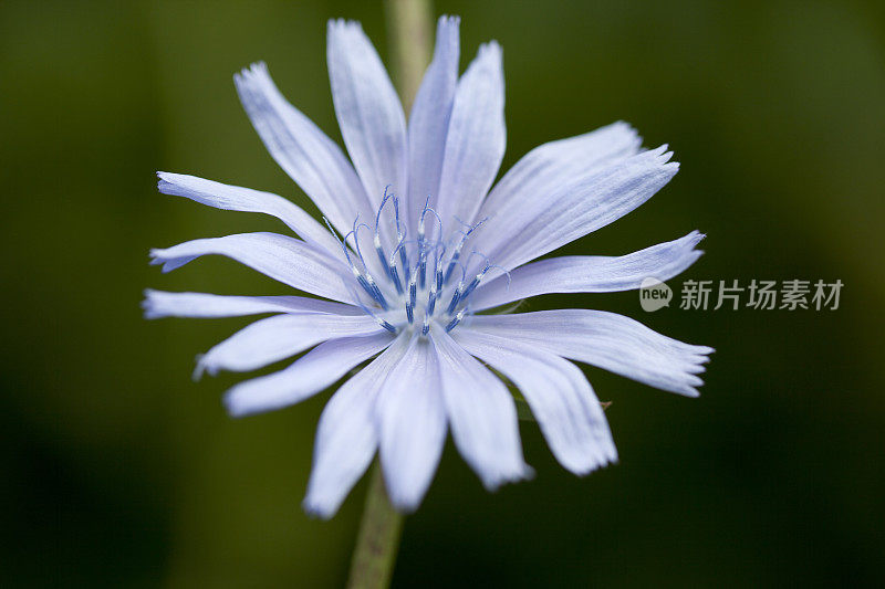 菊苣花(菊苣)