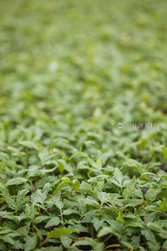 番茄植物