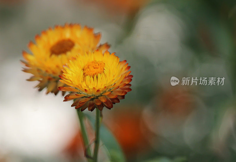 黄金strawflower