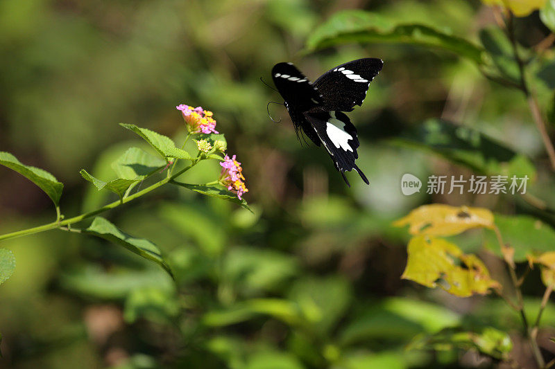 印度尼西亚:燕尾蝶在坎巴斯