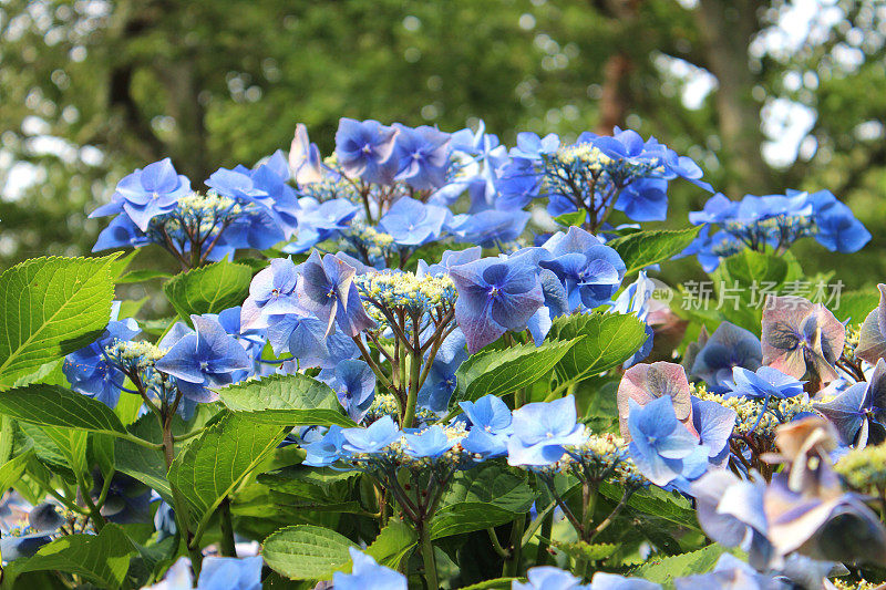 淡蓝色的绣球花的形象，花边绣球灌木，花园