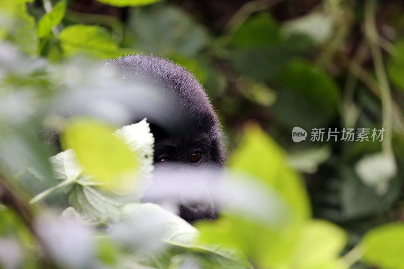 乌干达:小山地大猩猩从树叶中窥视