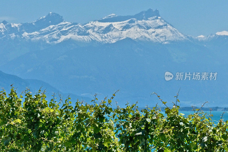 瑞士-勒曼湖，景观，葡萄树