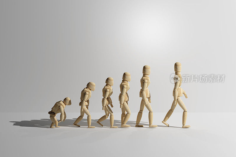 人类进化的木制人体模型原型