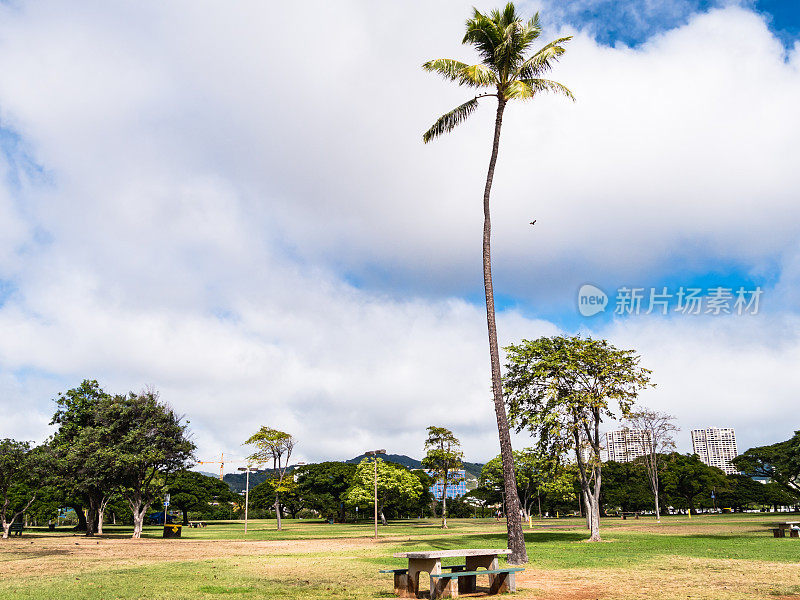 阿拉莫阿纳海滩公园的棕榈树，怀基基，檀香山市，瓦胡岛，夏威夷。