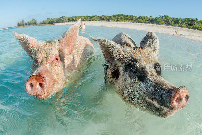 两只猪在巴哈马游泳