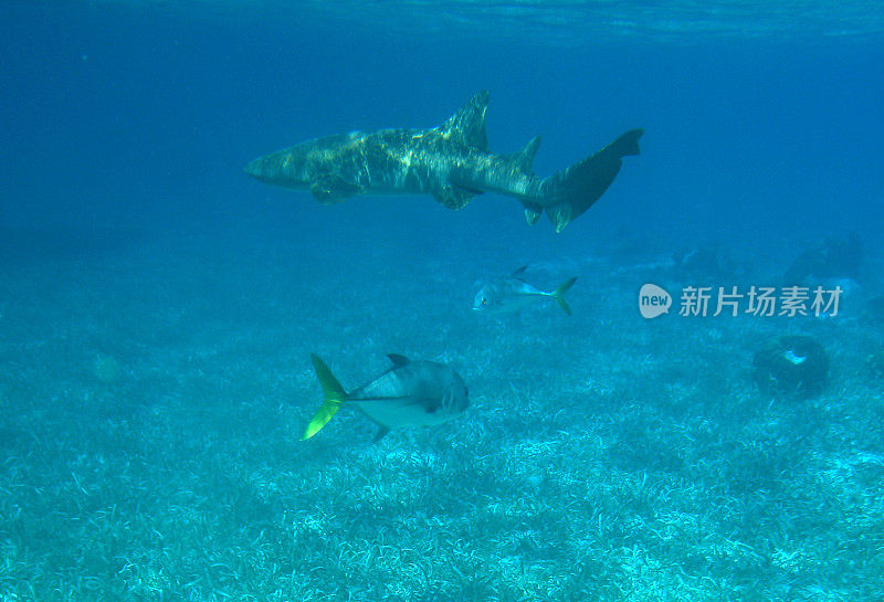 护士鲨鱼在浅滩游泳