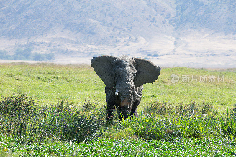坦桑尼亚的恩戈罗戈罗火山口有一只大象