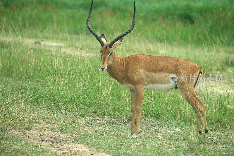 卢旺达:阿卡格拉国家公园的羚羊