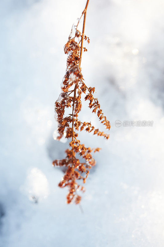 冬天有雪的枯萎植物