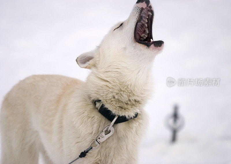 雪地里打着哈欠的白色哈士奇狗