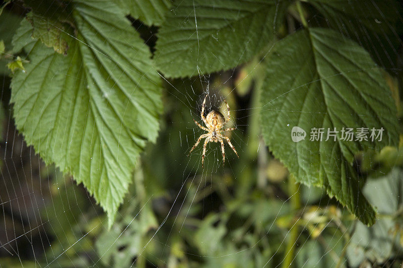 花园的蜘蛛