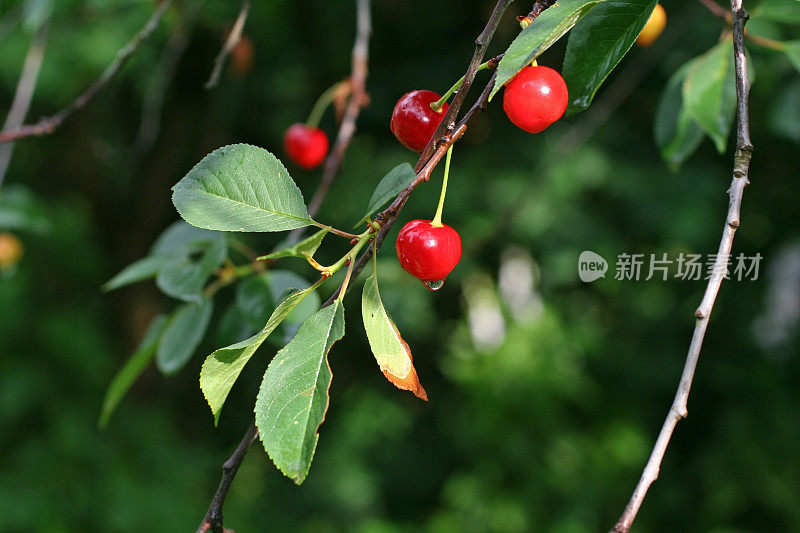 樱桃雨后