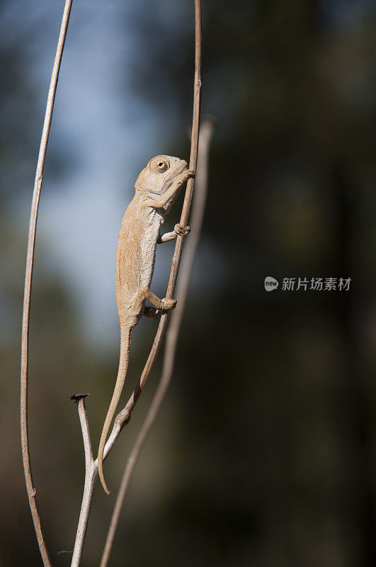 小变色龙