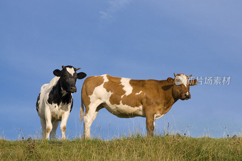 两头奶牛在荷兰堤坝上，有拷贝空间