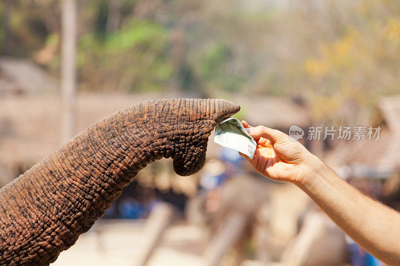 大象吃钱，泰国