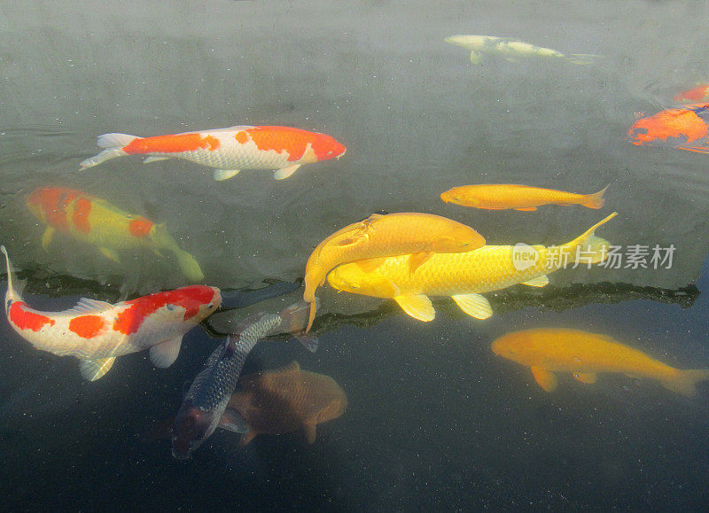 池塘里的大锦鲤，高档鱼，黄鹅，琥珀