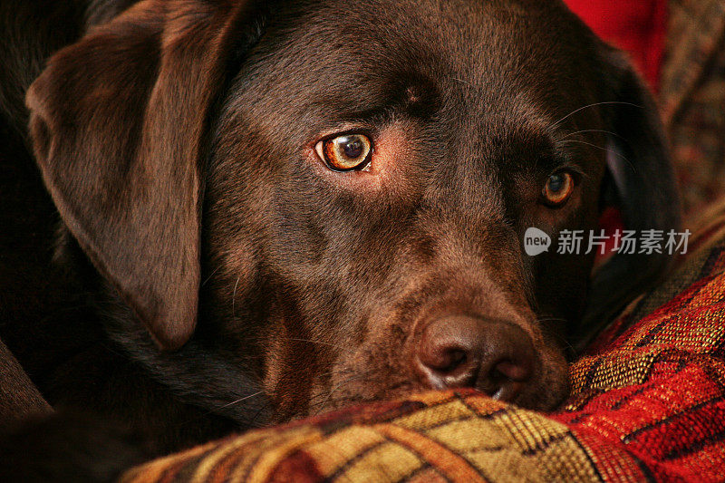 巧克力色的拉布拉多猎犬躺在沙发上放松