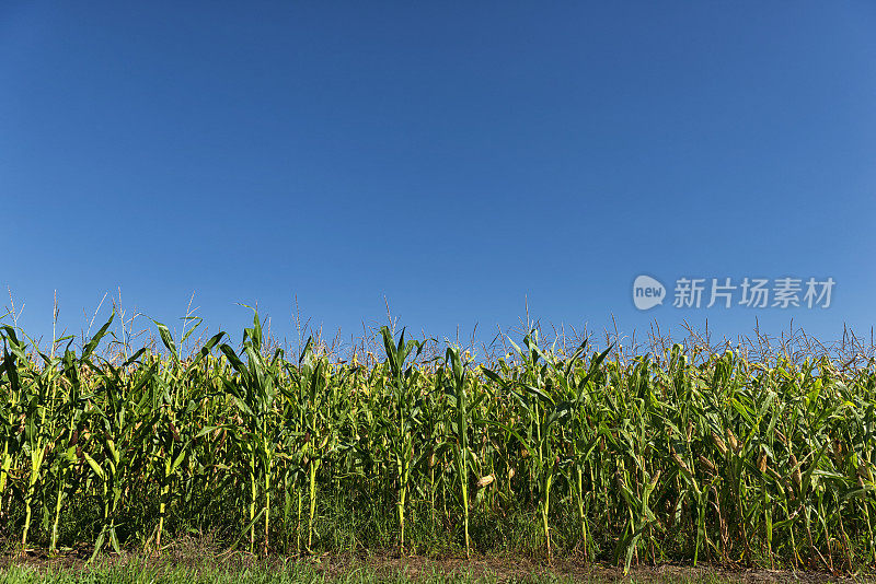 玉米地和天空