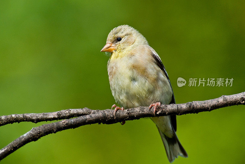 美国少年金翅雀