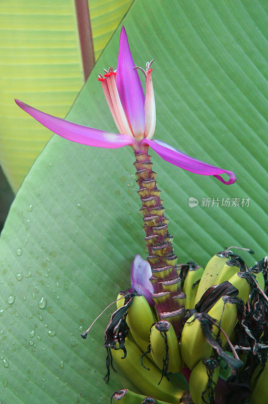 香蕉花