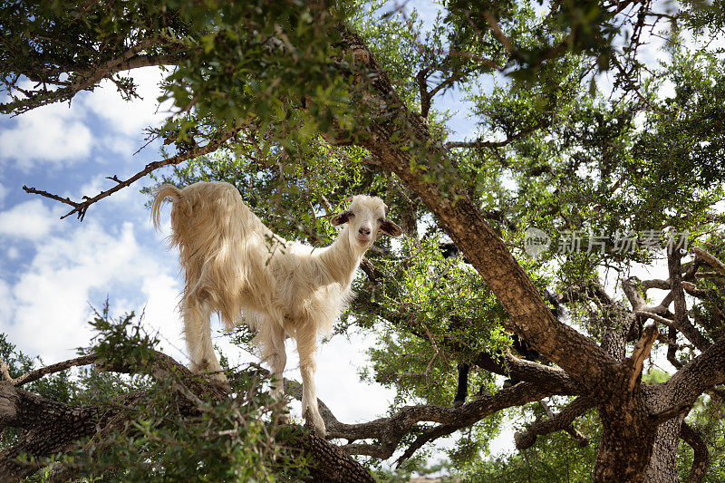 山羊爬上摩洛哥的一棵阿甘树