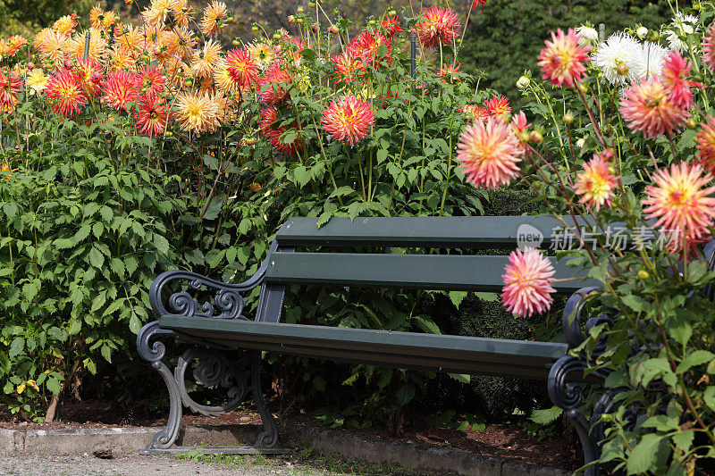 公园长椅四周是大丽花花坛