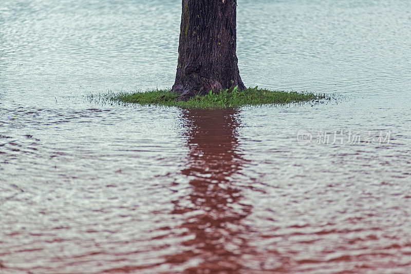 洪水中的树木