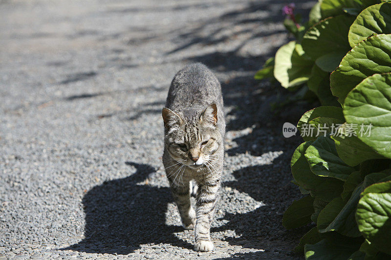 家猫在野外散步