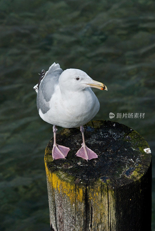 西海鸥栖息在木桩上