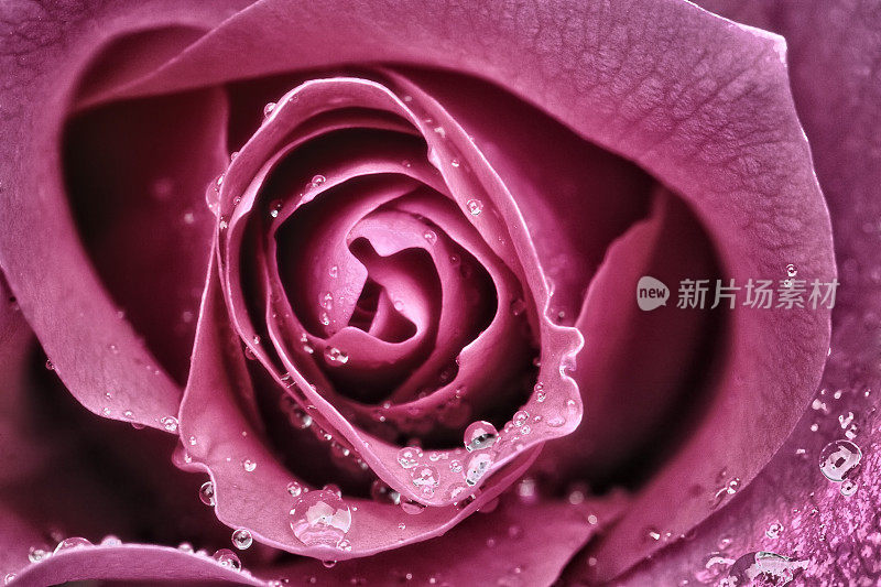 雨滴落在粉红色的玫瑰上