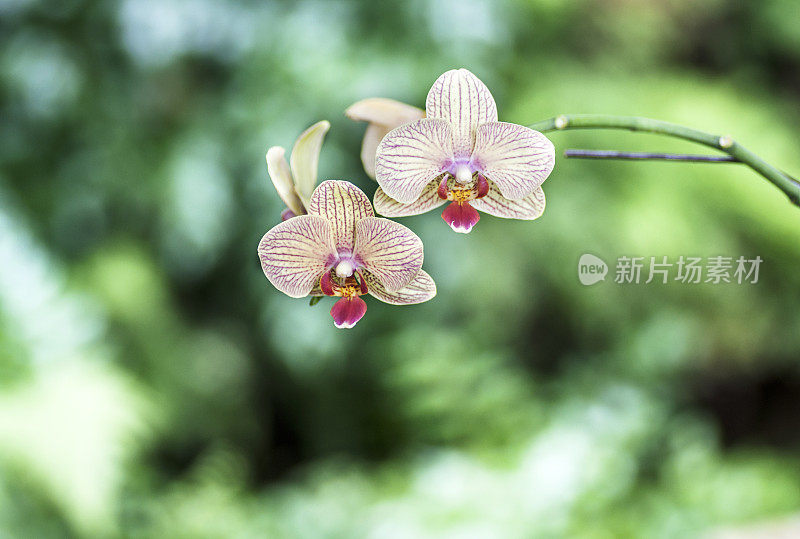 美丽的兰花，蝴蝶兰