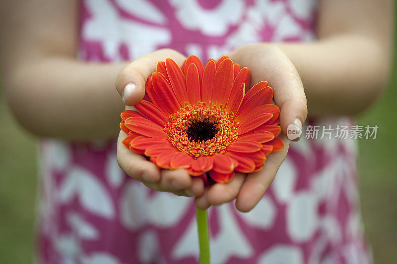 小女孩拿着一朵非洲菊花