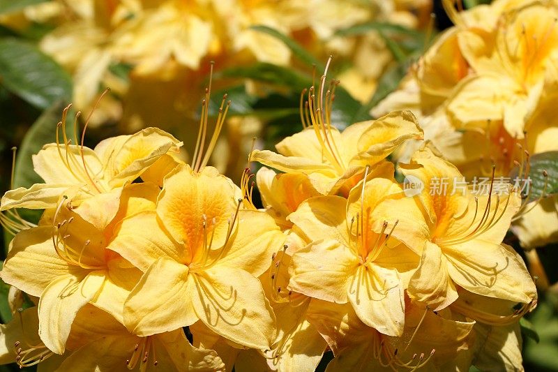盛开的黄色的杜鹃花