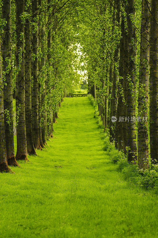 乡村的小路上