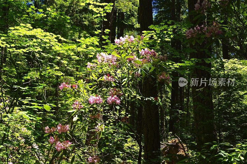 俄勒冈州野生杜鹃花