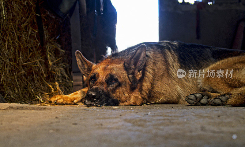 美丽的德国牧羊犬躺着