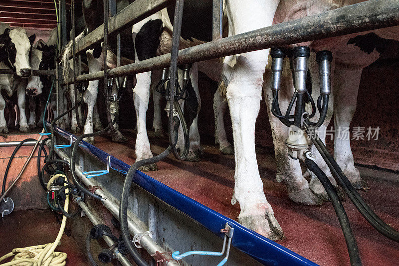 传统挤奶棚里的荷斯坦奶牛。
