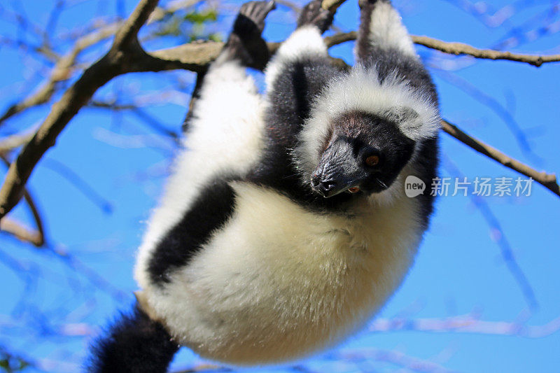 马达加斯加:黑白卷毛狐猴