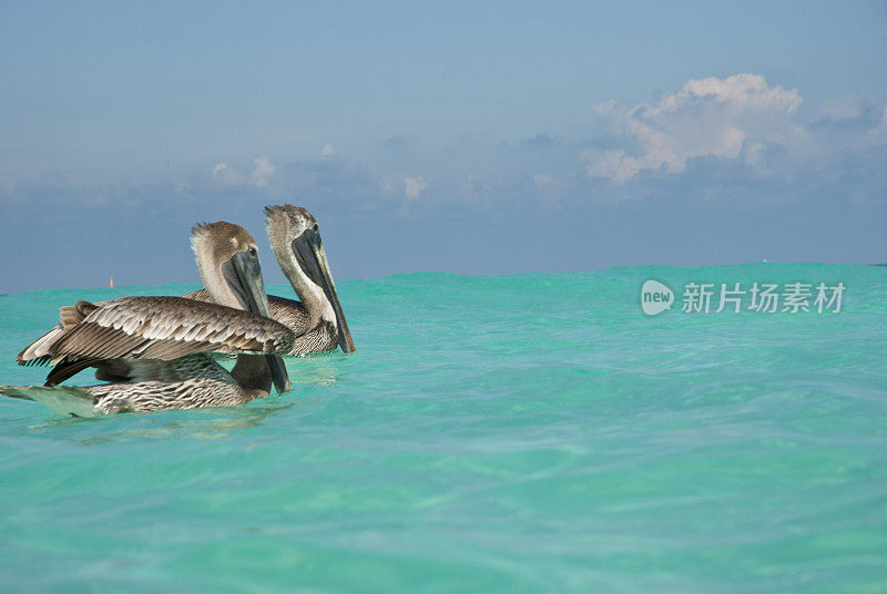 游泳鹈鹕