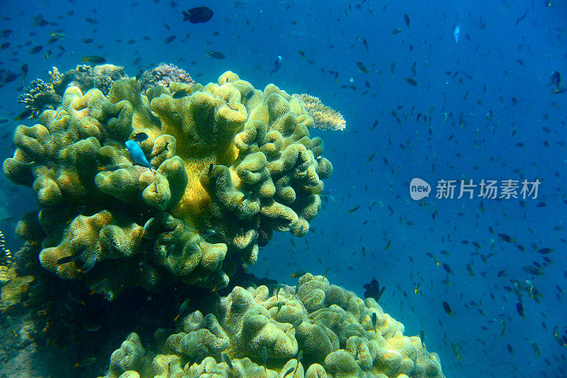 珊瑚周围的小鱼群