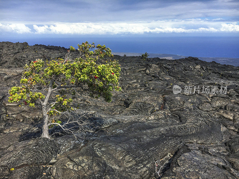 孤独的树和火山景观