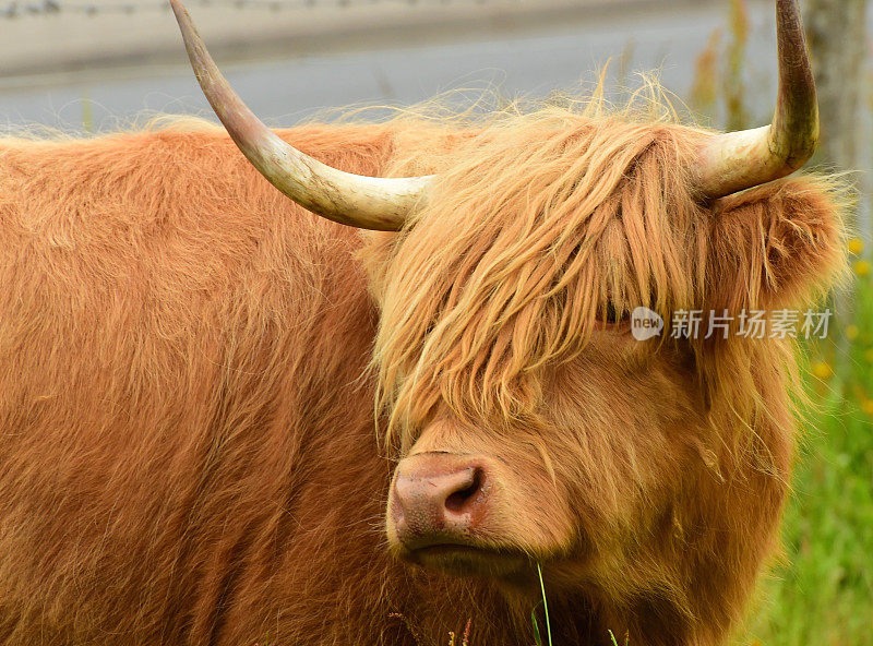 高原牛