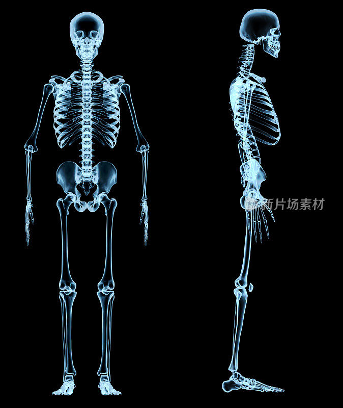 x光下的人体骨骼