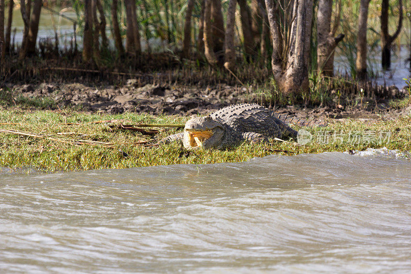 南非圣卢西亚河口的尼罗河鳄鱼